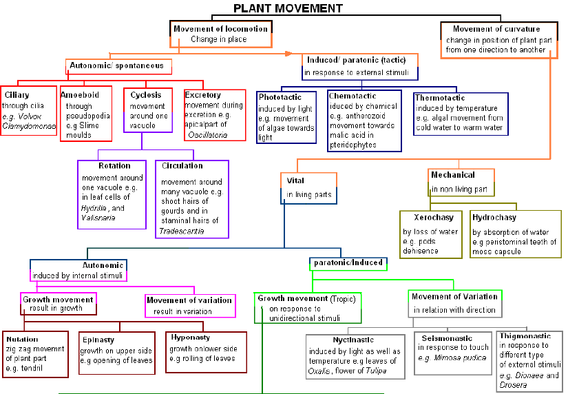 Plants Classification Flow Chart Ideas of Europedias